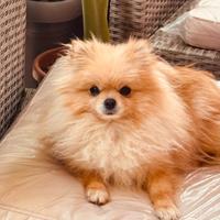 Spiz di pomeriana toy femmina