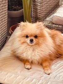 Spitz di pomeriana femmina