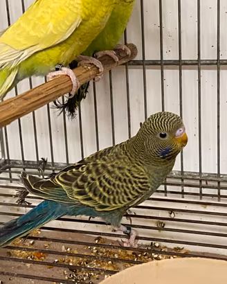 Cocorite