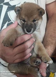 Cuccioli Shiba Inu Milano pedigree ENCI
