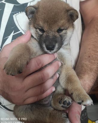 Cuccioli Shiba Inu Milano pedigree ENCI