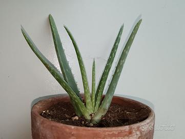 Aloe Vera