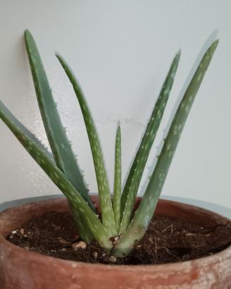 Aloe Vera