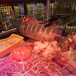 Petardi dello zucchero