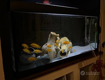 Ciclidi labidochromis