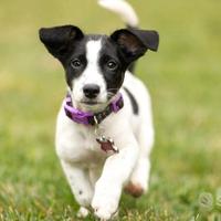 Cucciolo jack russel
