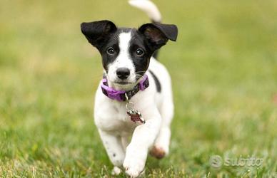 Cucciolo jack russel