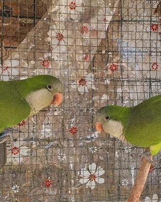 Coppia Parrocchetto Monaco- Cotorra Argentina