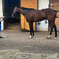 Cavallo purosangue inglese