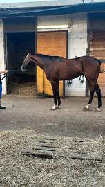 Cavallo purosangue inglese