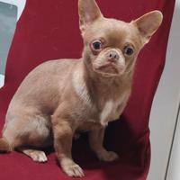 Chihuahua con pedigree FCI enci