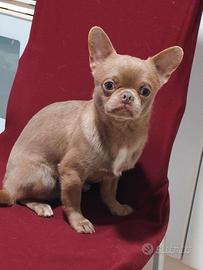 Chihuahua con pedigree FCI enci