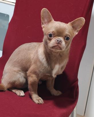 Chihuahua con pedigree FCI enci