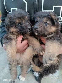 1 Cucciolo disponibile Pastore tedesco/maremmano