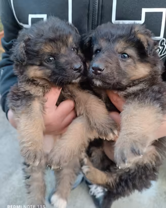 1 Cucciolo disponibile Pastore tedesco/maremmano