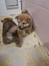 shiba-inu