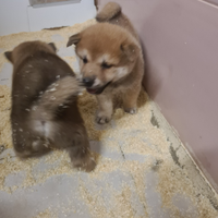 Shiba inu