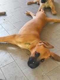 Cani cuccioli incrocio pastore belga malinois M F