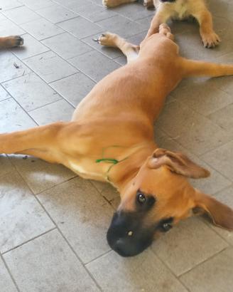 Cani cuccioli incrocio pastore belga malinois M F