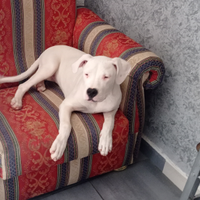 Dogo argentino femmina