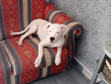 Dogo argentino femmina