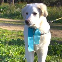 Cucciolo per adozione