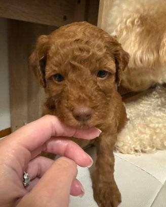 Cuccioli di Barboncino