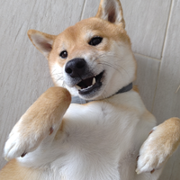 Shiba Inu Maschio