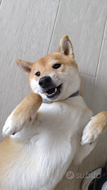 Shiba Inu Maschio