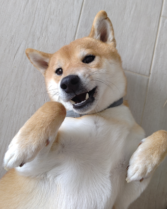 Shiba Inu Maschio