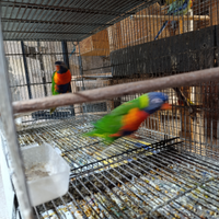 Lori arcobaleno