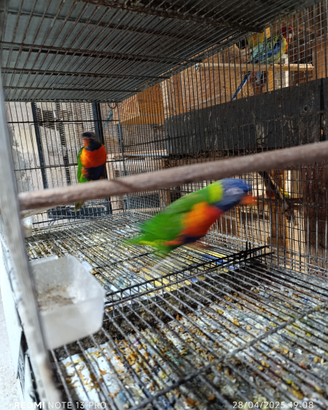 Lori arcobaleno