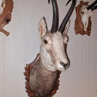 Animali con trattamento di tassidermia