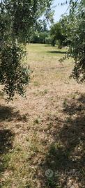 Terreno agricolo