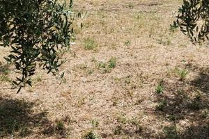 Terreno agricolo