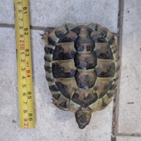 Tartarughe di Hermann