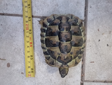 Tartarughe di Hermann