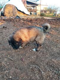 Cucciolo Pastore del Caucaso