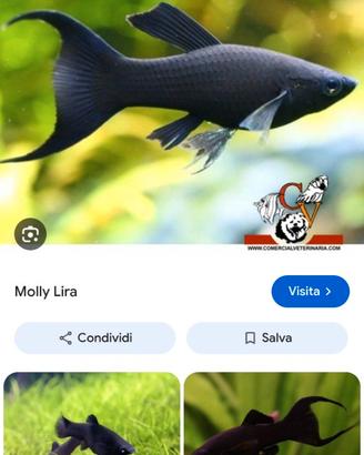 Black Molly lira