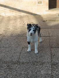 Cucciola di Border Collie