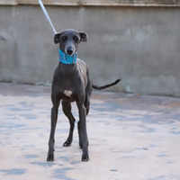 Piccolo levriero italiano