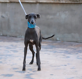 Piccolo levriero italiano