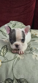 Bulldog francese