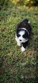 Cuccioli di border collie