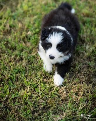 Cuccioli di border collie