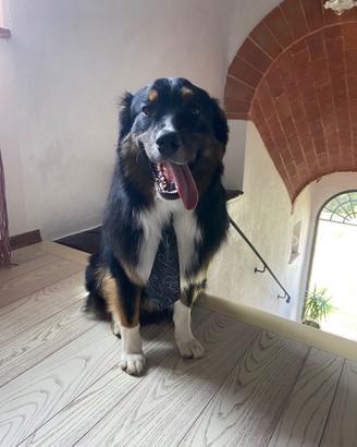 Pastore australiano Maschio con pedigree