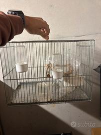 Gabbietta per uccellini con accessori