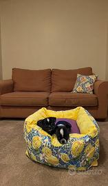 Cuccioli chihuahua black and white