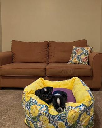 Cuccioli chihuahua black and white