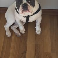 Bulldog Francesi